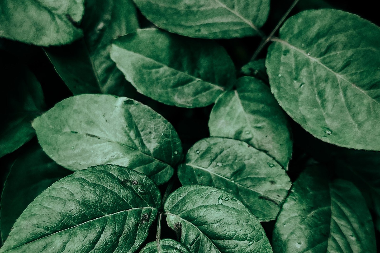 Dark Green Healthy Plant Leaves
