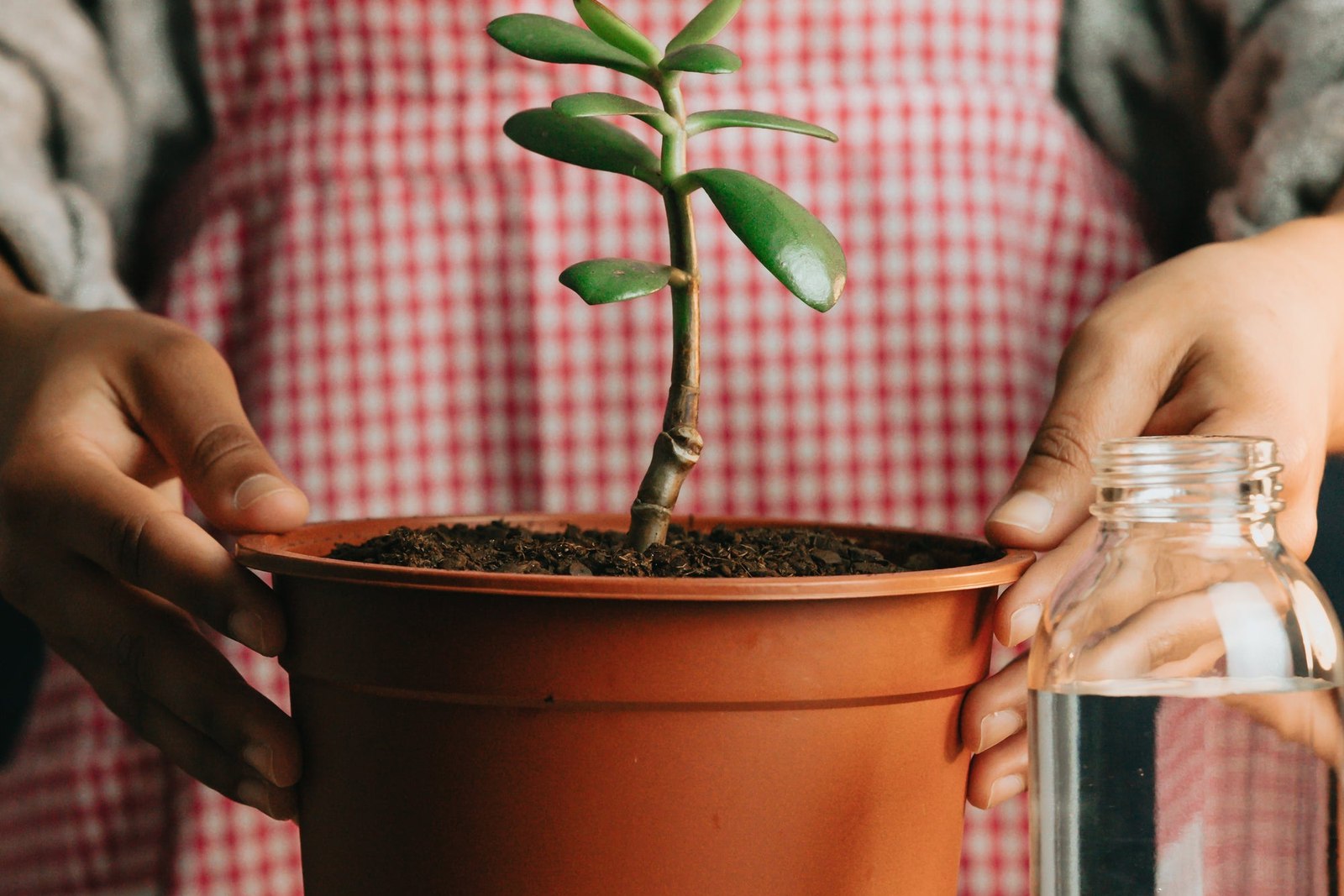 Person Holds The Sides Of A Potted Plant