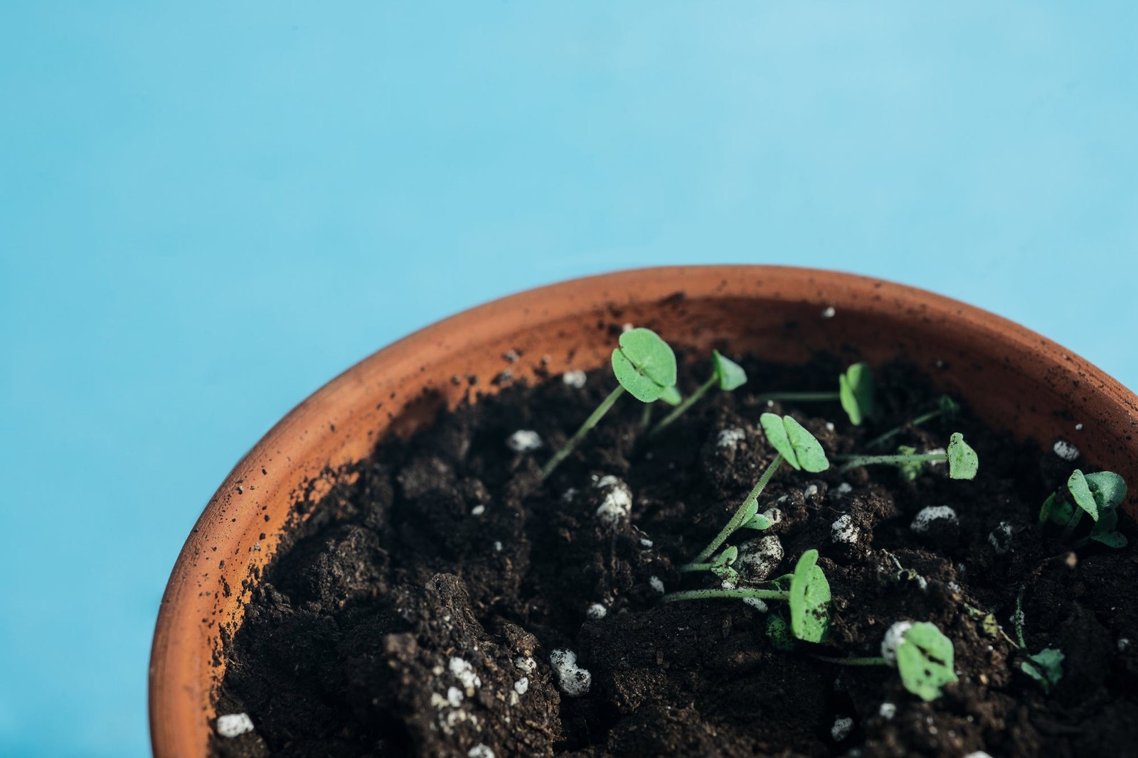 Sprouts Peek Out Of Fresh Dirt In A Terracotta Pot