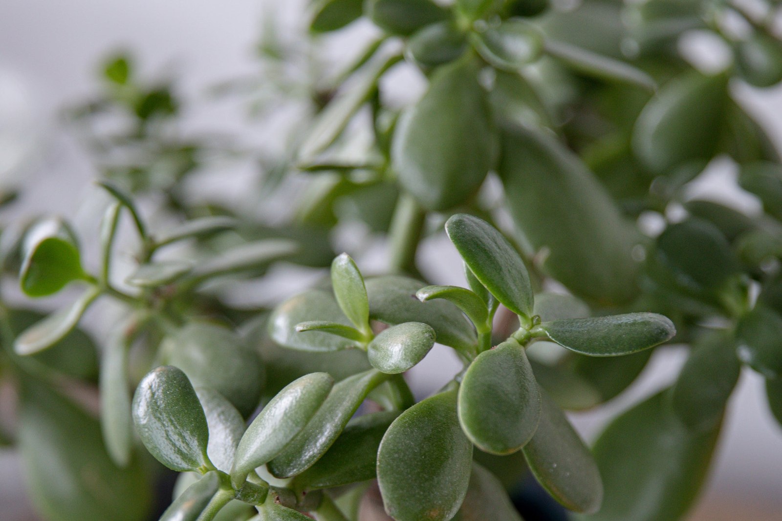 Detailed View Of Green Succulent Plant In A White Pot