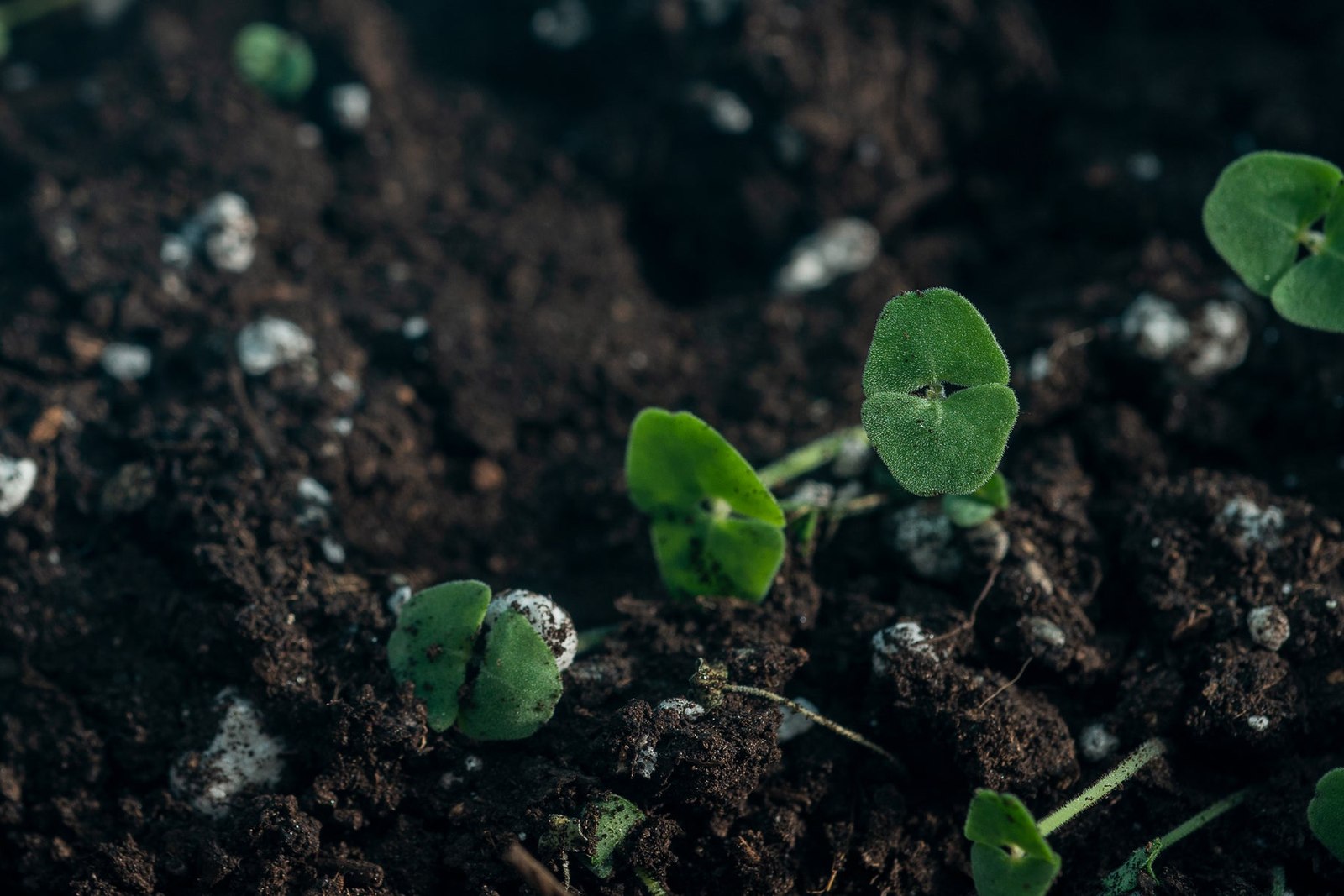 Small Green Sprouts Peak Out Of Dirt