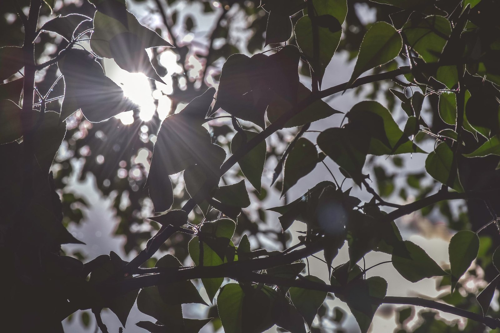 Sun Through Poplar Tree Leaves