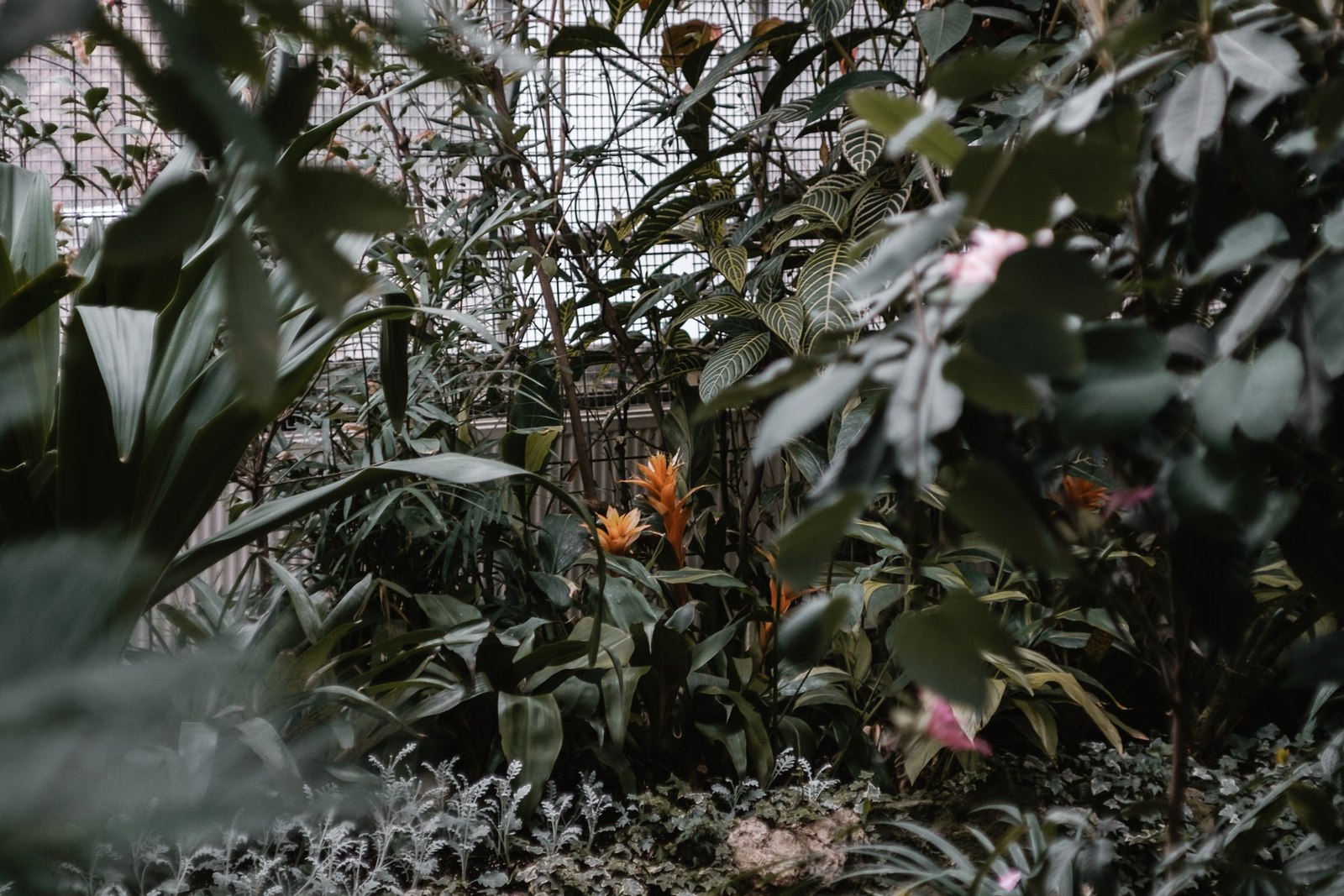 Garden View Through Foliage